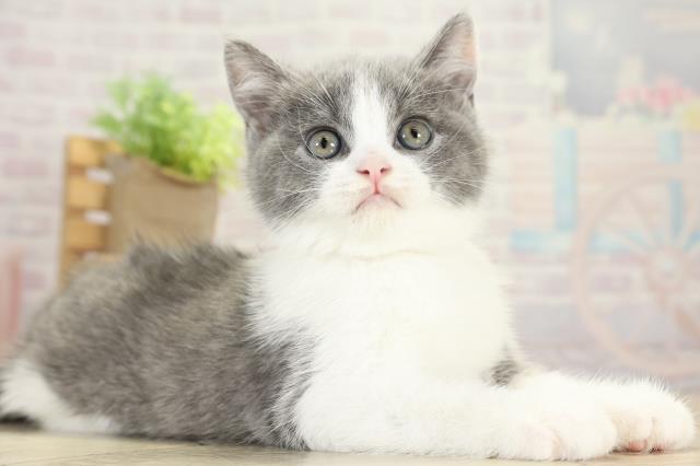 愛知県のブリティッシュショートヘアー (Coo&RIKU名古屋滝ノ水店/2025年10月11日生まれ/男の子/ブルーホワイト)の子猫の2枚目の画像