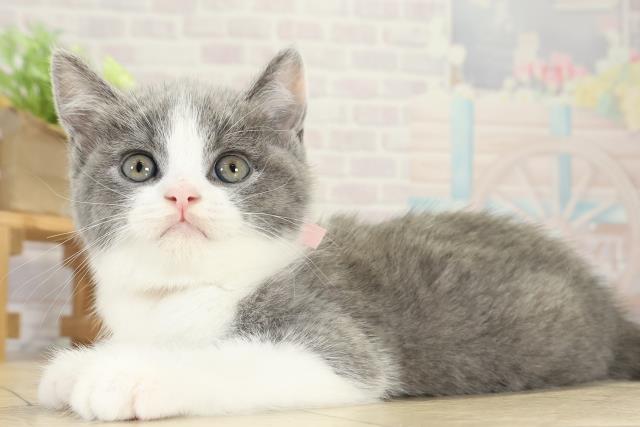 愛知県のブリティッシュショートヘアー (Coo&RIKU名古屋滝ノ水店/2025年10月11日生まれ/男の子/ブルーホワイト)の子猫の3枚目の画像