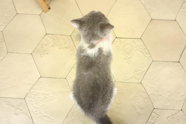 愛知県のブリティッシュショートヘアー (Coo&RIKU名古屋滝ノ水店/2025年10月11日生まれ/男の子/ブルーホワイト)の子猫の4枚目の画像