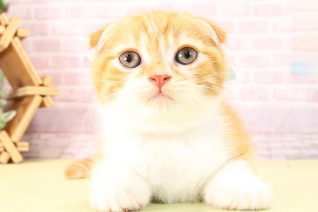 愛知県のスコティッシュフォールド (Coo&RIKU豊橋店/2025年10月10日生まれ/男の子/レッドタビーホワイト)の子猫の1枚目の画像