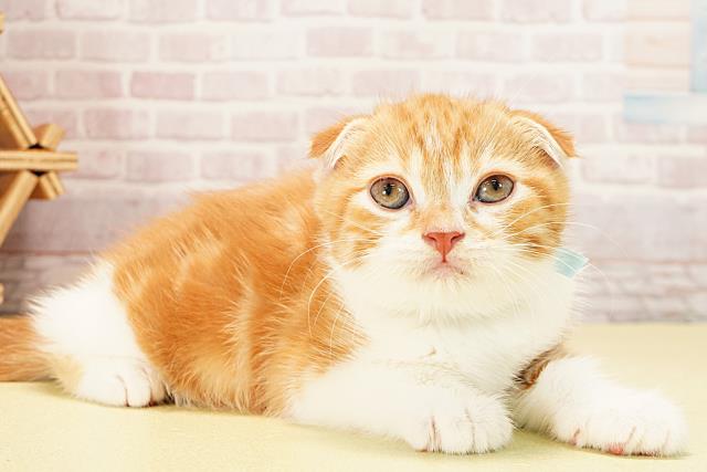 愛知県のスコティッシュフォールド (Coo&RIKU豊橋店/2025年10月10日生まれ/男の子/レッドタビーホワイト)の子猫の2枚目の画像