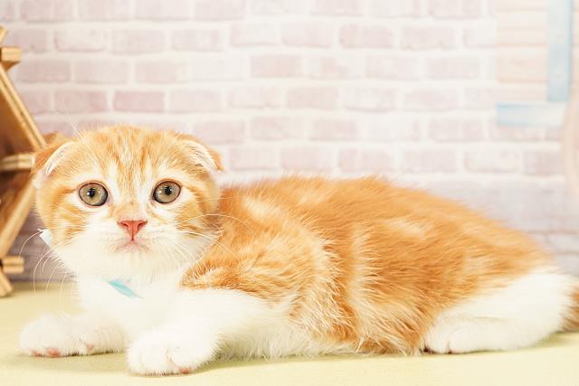 愛知県のスコティッシュフォールド (Coo&RIKU豊橋店/2025年10月10日生まれ/男の子/レッドタビーホワイト)の子猫の3枚目の画像