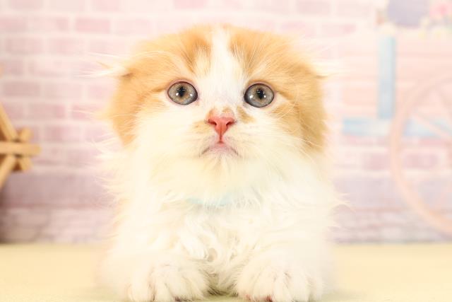 愛知県のスコティッシュフォールド (Coo&RIKU豊田店/2025年10月10日生まれ/男の子/レッドタビーホワイト)の子猫の1枚目の画像