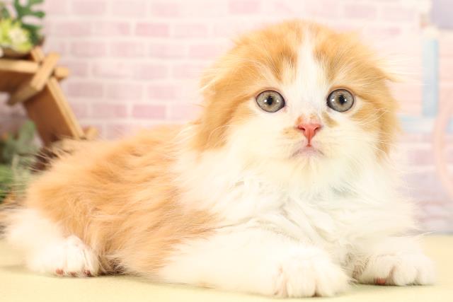 愛知県のスコティッシュフォールド (Coo&RIKU豊田店/2025年10月10日生まれ/男の子/レッドタビーホワイト)の子猫の2枚目の画像