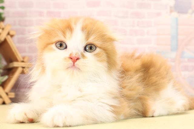 愛知県のスコティッシュフォールド (Coo&RIKU豊田店/2025年10月10日生まれ/男の子/レッドタビーホワイト)の子猫の3枚目の画像