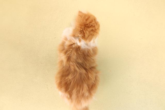 愛知県のスコティッシュフォールド (Coo&RIKU豊田店/2025年10月10日生まれ/男の子/レッドタビーホワイト)の子猫の4枚目の画像