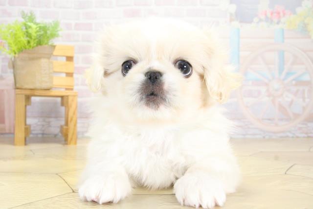 愛知県のペキニーズ (Coo&RIKU岡崎店/2025年10月12日生まれ/男の子/ホワイト)の子犬の1枚目の画像