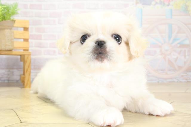 愛知県のペキニーズ (Coo&RIKU岡崎店/2025年10月12日生まれ/男の子/ホワイト)の子犬の2枚目の画像