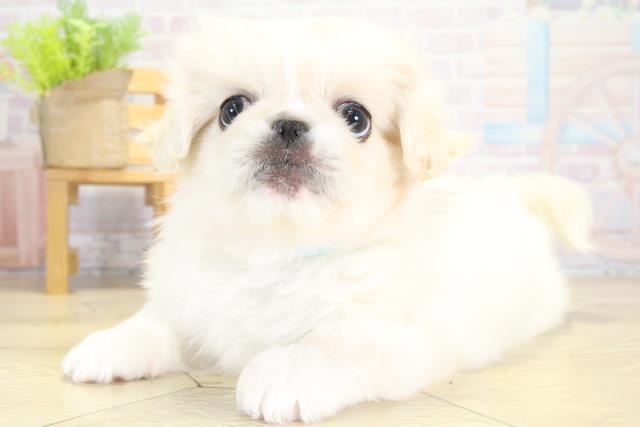 愛知県のペキニーズ (Coo&RIKU岡崎店/2025年10月12日生まれ/男の子/ホワイト)の子犬の3枚目の画像