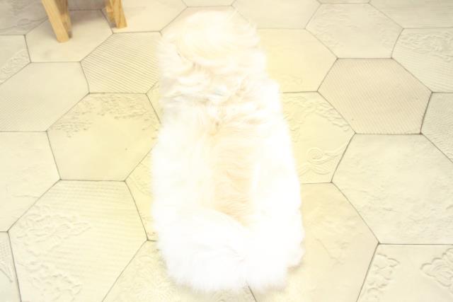 愛知県のペキニーズ (Coo&RIKU岡崎店/2025年10月12日生まれ/男の子/ホワイト)の子犬の4枚目の画像