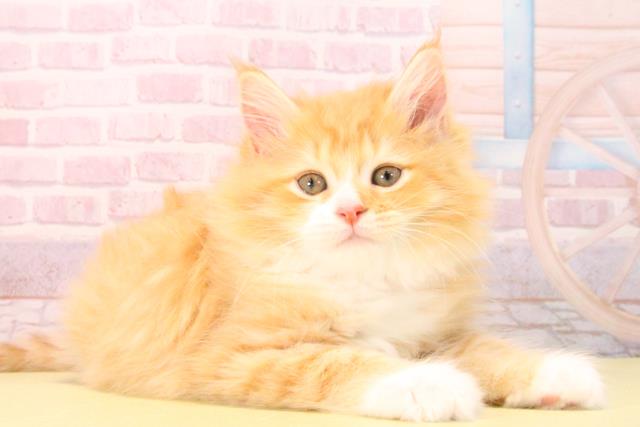 愛知県のマンチカン (Coo&RIKU東海店/2025年10月6日生まれ/女の子/レッドタビーホワイト)の子猫の2枚目の画像