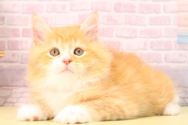 愛知県のマンチカン (Coo&RIKU東海店/2025年10月6日生まれ/女の子/レッドタビーホワイト)の子猫の3枚目の画像