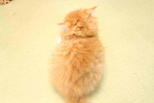 愛知県のマンチカン (Coo&RIKU東海店/2025年10月6日生まれ/女の子/レッドタビーホワイト)の子猫の4枚目の画像