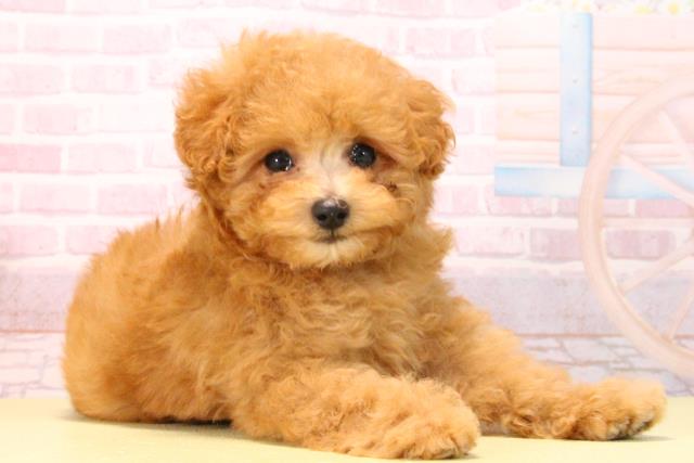 愛知県のトイプードル(トイ) (Coo&RIKU半田店/2025年10月10日生まれ/男の子/アプリコット)の子犬の2枚目の画像