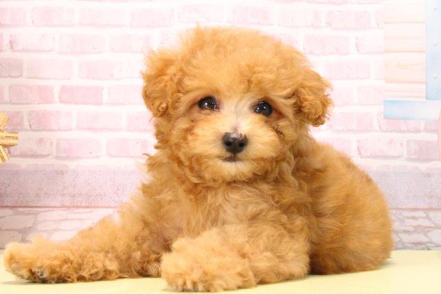 愛知県のトイプードル(トイ) (Coo&RIKU半田店/2025年10月10日生まれ/男の子/アプリコット)の子犬の3枚目の画像