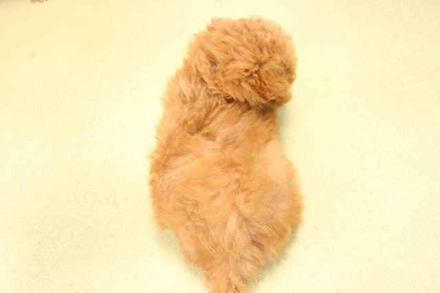 愛知県のトイプードル(トイ) (Coo&RIKU半田店/2025年10月10日生まれ/男の子/アプリコット)の子犬の4枚目の画像