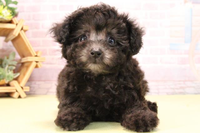 静岡県のトイプードル(トイ) (Coo&RIKU富士店/2025年10月11日生まれ/女の子/シルバー)の子犬の1枚目の画像