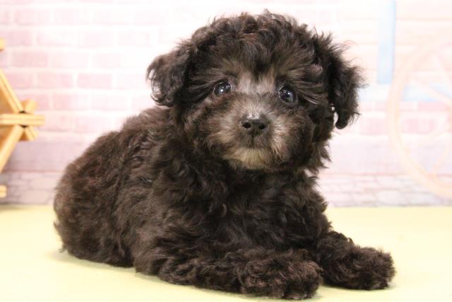 静岡県のトイプードル(トイ) (Coo&RIKU富士店/2025年10月11日生まれ/女の子/シルバー)の子犬の2枚目の画像