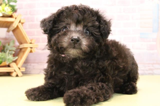 静岡県のトイプードル(トイ) (Coo&RIKU富士店/2025年10月11日生まれ/女の子/シルバー)の子犬の3枚目の画像