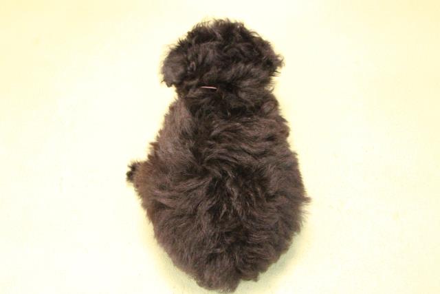 静岡県のトイプードル(トイ) (Coo&RIKU富士店/2025年10月11日生まれ/女の子/シルバー)の子犬の4枚目の画像