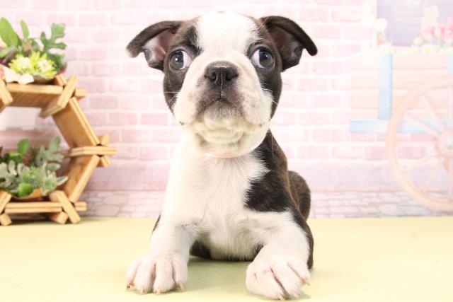 愛知県のボストンテリア (Coo&RIKU豊橋店/2025年10月9日生まれ/女の子/ボストンカラー)の子犬の1枚目の画像