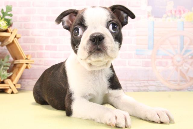 愛知県のボストンテリア (Coo&RIKU豊橋店/2025年10月9日生まれ/女の子/ボストンカラー)の子犬の2枚目の画像