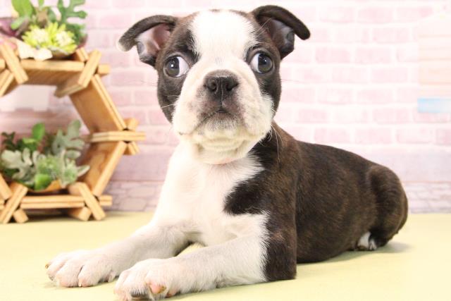 愛知県のボストンテリア (Coo&RIKU豊橋店/2025年10月9日生まれ/女の子/ボストンカラー)の子犬の3枚目の画像