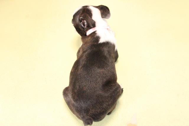 愛知県のボストンテリア (Coo&RIKU豊橋店/2025年10月9日生まれ/女の子/ボストンカラー)の子犬の4枚目の画像