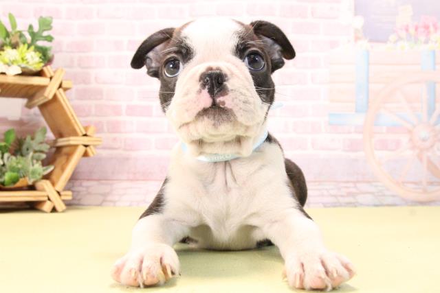 愛知県のボストンテリア (Coo&RIKU名古屋滝ノ水店/2025年10月10日生まれ/男の子/ボストンカラー)の子犬の1枚目の画像