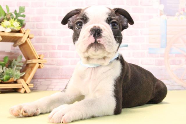 愛知県のボストンテリア (Coo&RIKU名古屋滝ノ水店/2025年10月10日生まれ/男の子/ボストンカラー)の子犬の3枚目の画像