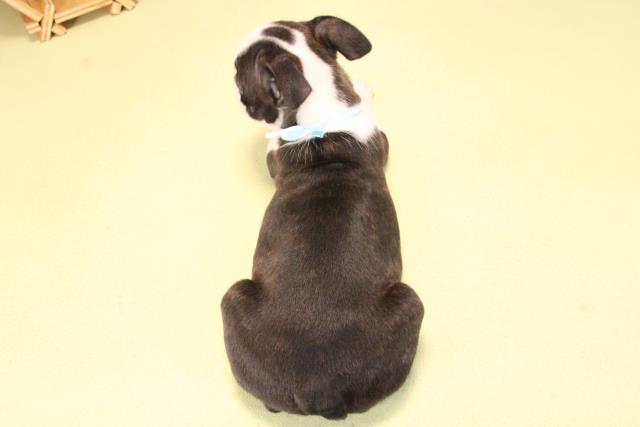 愛知県のボストンテリア (Coo&RIKU名古屋滝ノ水店/2025年10月10日生まれ/男の子/ボストンカラー)の子犬の4枚目の画像