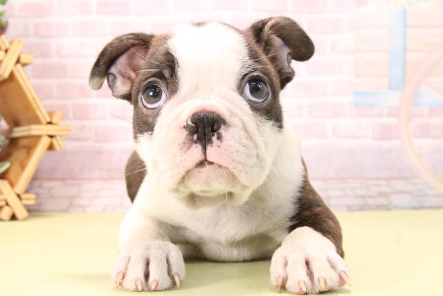 愛知県のボストンテリア (Coo&RIKU豊田店/2025年10月10日生まれ/男の子/ボストンカラー)の子犬の1枚目の画像