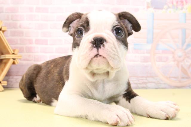 愛知県のボストンテリア (Coo&RIKU豊田店/2025年10月10日生まれ/男の子/ボストンカラー)の子犬の2枚目の画像