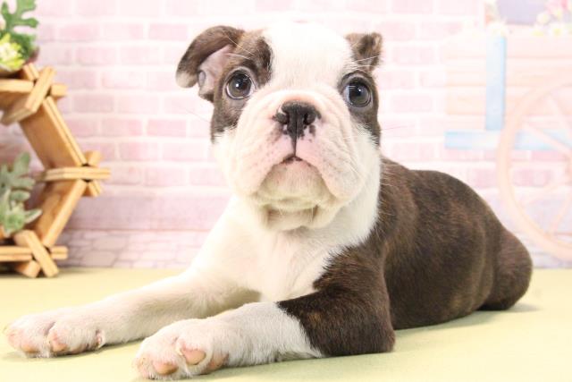 愛知県のボストンテリア (Coo&RIKU豊田店/2025年10月10日生まれ/男の子/ボストンカラー)の子犬の3枚目の画像