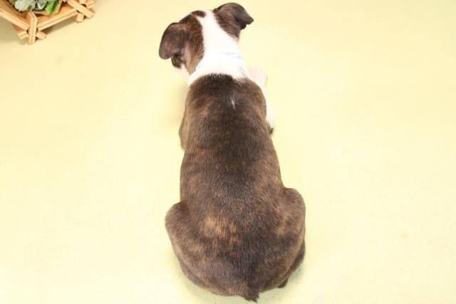 愛知県のボストンテリア (Coo&RIKU豊田店/2025年10月10日生まれ/男の子/ボストンカラー)の子犬の4枚目の画像