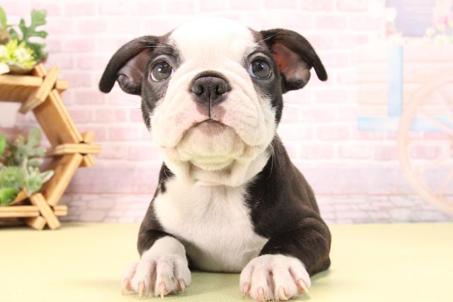 愛知県のボストンテリア (Coo&RIKU半田店/2025年10月10日生まれ/女の子/ボストンカラー)の子犬の1枚目の画像