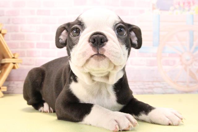 愛知県のボストンテリア (Coo&RIKU半田店/2025年10月10日生まれ/女の子/ボストンカラー)の子犬の2枚目の画像