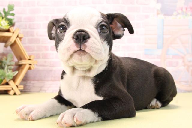 愛知県のボストンテリア (Coo&RIKU半田店/2025年10月10日生まれ/女の子/ボストンカラー)の子犬の3枚目の画像