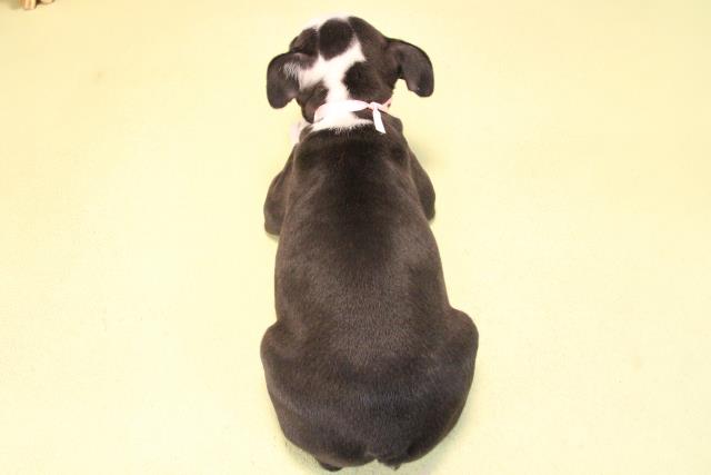 愛知県のボストンテリア (Coo&RIKU半田店/2025年10月10日生まれ/女の子/ボストンカラー)の子犬の4枚目の画像