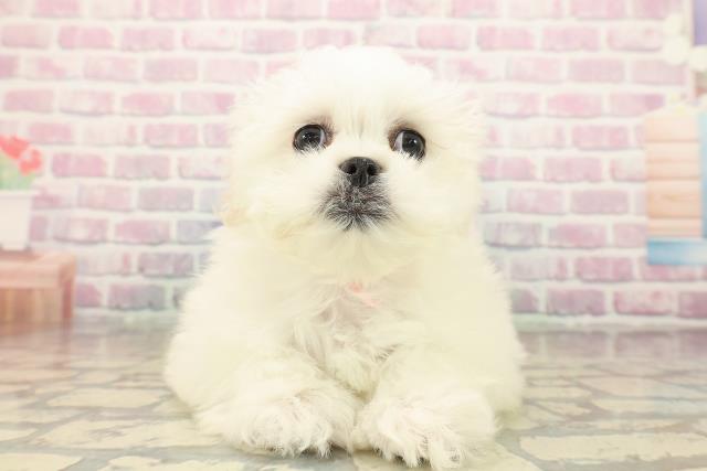 山梨県のペキマル/マルペキ(ペキニーズ×マルチーズ) (Coo&RIKU甲府昭和通り店/2025年10月7日生まれ/女の子/ホワイトクリーム)の子犬