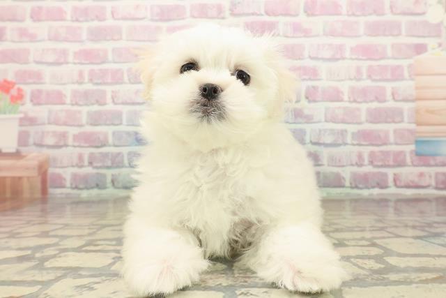 栃木県のペキマル/マルペキ(ペキニーズ×マルチーズ) (Coo&RIKU足利店/2025年10月7日生まれ/女の子/ホワイトクリーム)の子犬の1枚目の画像