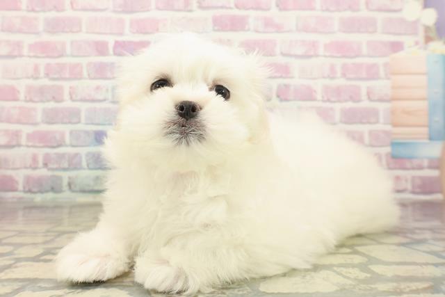 栃木県のペキマル/マルペキ(ペキニーズ×マルチーズ) (Coo&RIKU足利店/2025年10月7日生まれ/女の子/ホワイトクリーム)の子犬の2枚目の画像