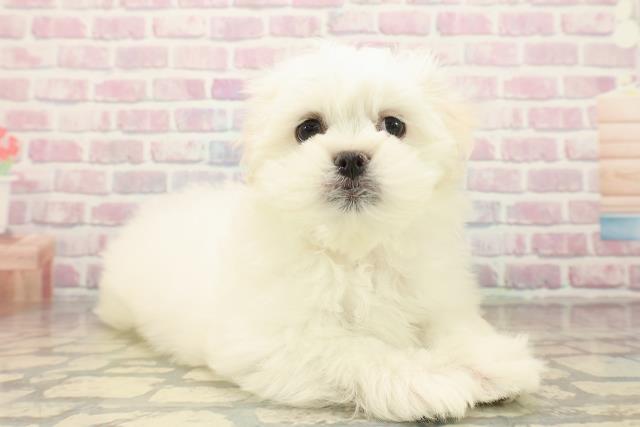 栃木県のペキマル/マルペキ(ペキニーズ×マルチーズ) (Coo&RIKU足利店/2025年10月7日生まれ/女の子/ホワイトクリーム)の子犬の3枚目の画像