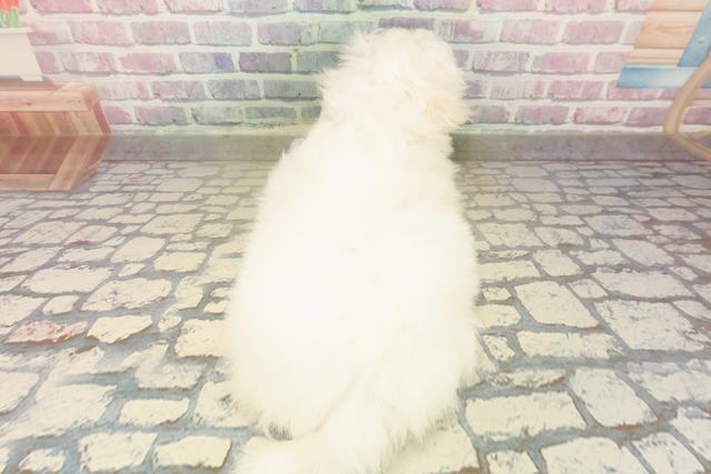 栃木県のペキマル/マルペキ(ペキニーズ×マルチーズ) (Coo&RIKU足利店/2025年10月7日生まれ/女の子/ホワイトクリーム)の子犬の4枚目の画像