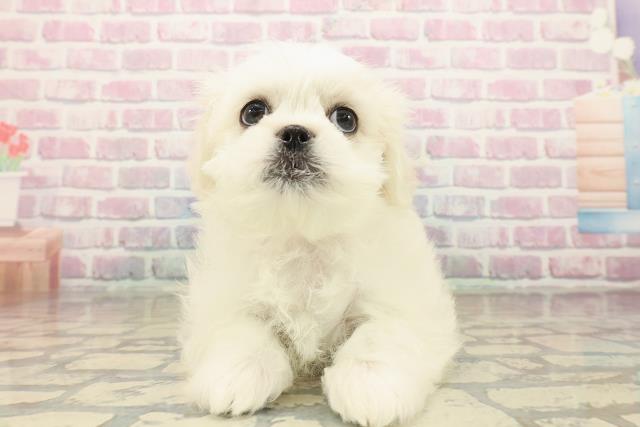 栃木県のペキマル/マルペキ(ペキニーズ×マルチーズ) (Coo&RIKU小山店/2025年10月7日生まれ/女の子/ホワイトクリーム)の子犬の1枚目の画像