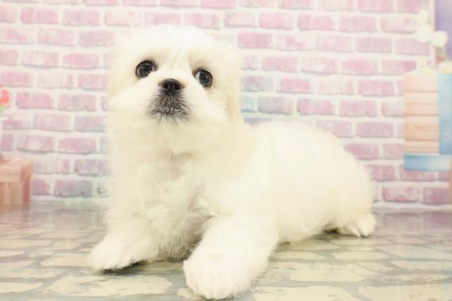 栃木県のペキマル/マルペキ(ペキニーズ×マルチーズ) (Coo&RIKU小山店/2025年10月7日生まれ/女の子/ホワイトクリーム)の子犬の2枚目の画像