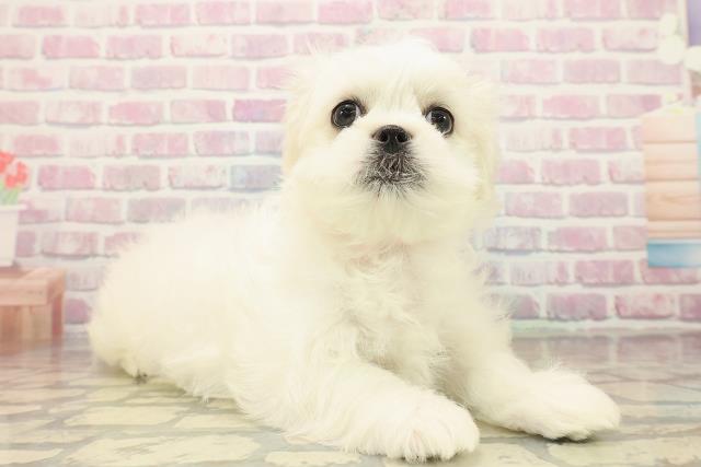 栃木県のペキマル/マルペキ(ペキニーズ×マルチーズ) (Coo&RIKU小山店/2025年10月7日生まれ/女の子/ホワイトクリーム)の子犬の3枚目の画像