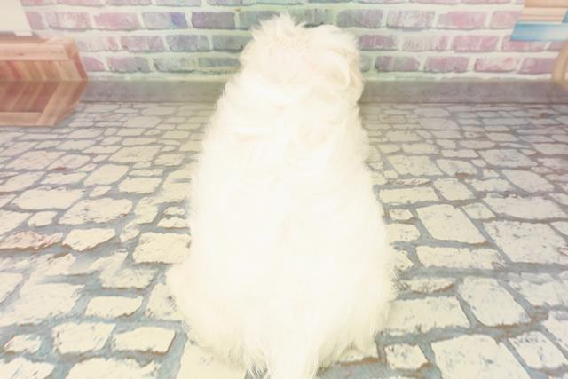 栃木県のペキマル/マルペキ(ペキニーズ×マルチーズ) (Coo&RIKU小山店/2025年10月7日生まれ/女の子/ホワイトクリーム)の子犬の4枚目の画像