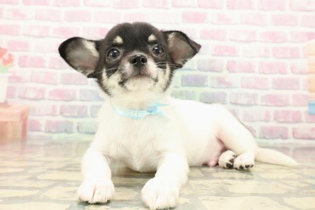 三重県のチワワ(スムース) (Coo&RIKU津高茶屋店/2025年10月8日生まれ/男の子/ホワイトブラックタン)の子犬の2枚目の画像