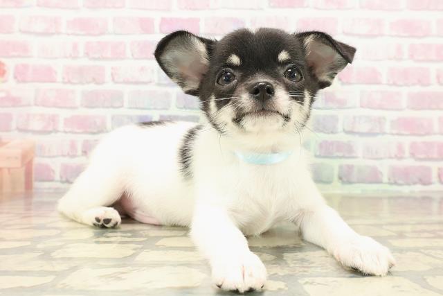 三重県のチワワ(スムース) (Coo&RIKU津高茶屋店/2025年10月8日生まれ/男の子/ホワイトブラックタン)の子犬の3枚目の画像